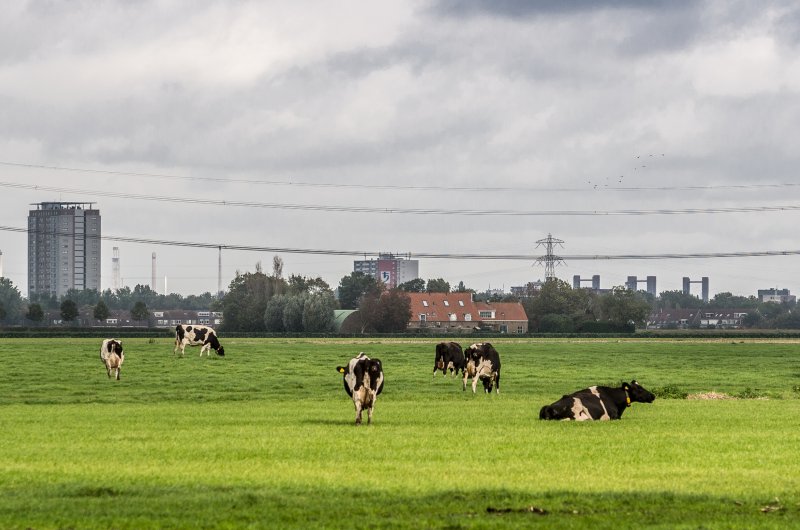 Vriesland-polder-Spijkenisse