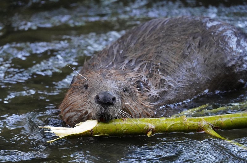 Foto-bever-met-tak-in-bek-in-het-water-bevertochten