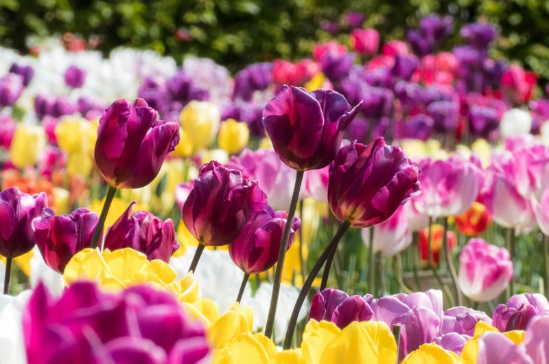 Tulpen-in-de-tuin-Maand-van-de-Groene-Tuin